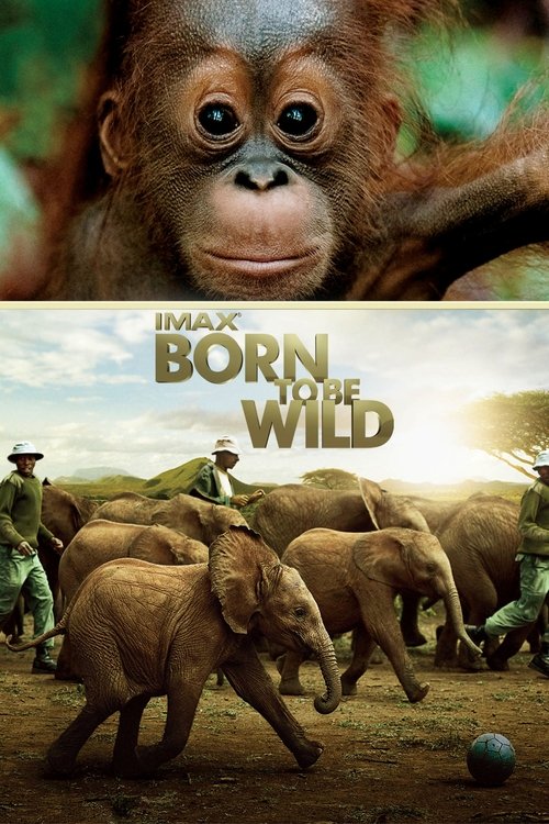 Born To Be Wild poster